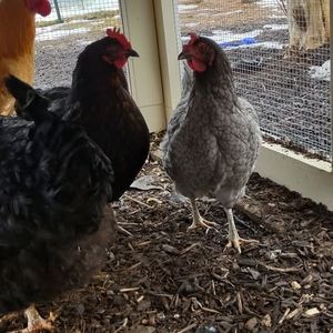 Meet your Posher, Pam